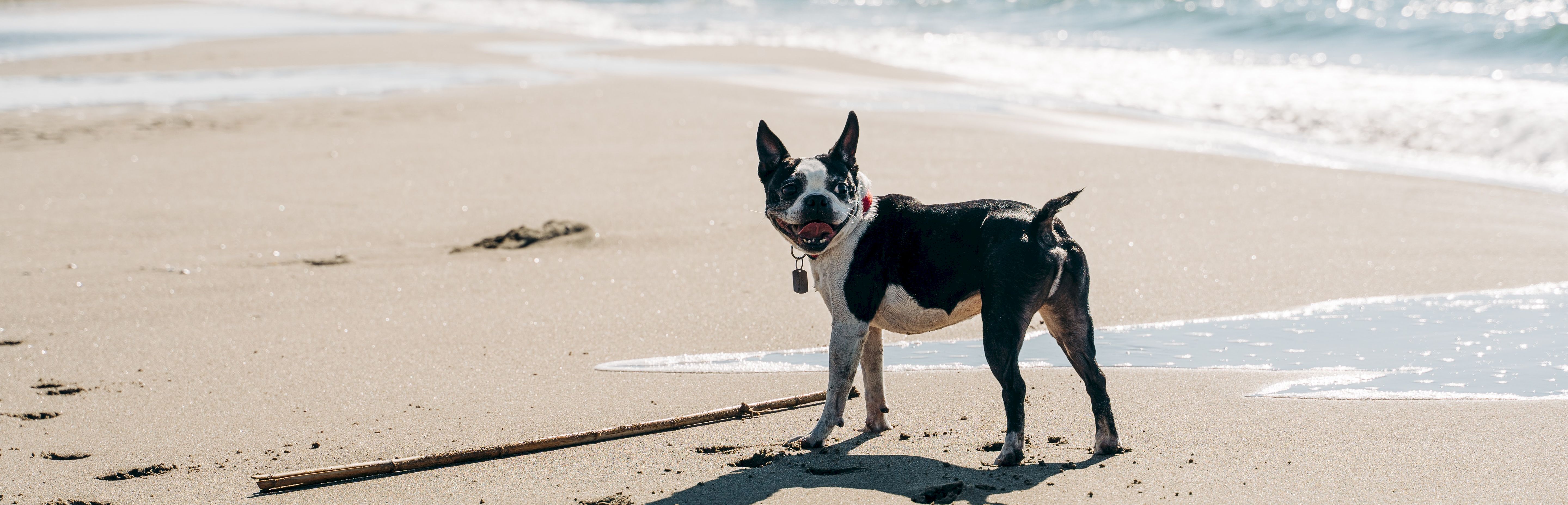 Dog Friendly Hotel Oregon Coast Driftwood Shores Resort